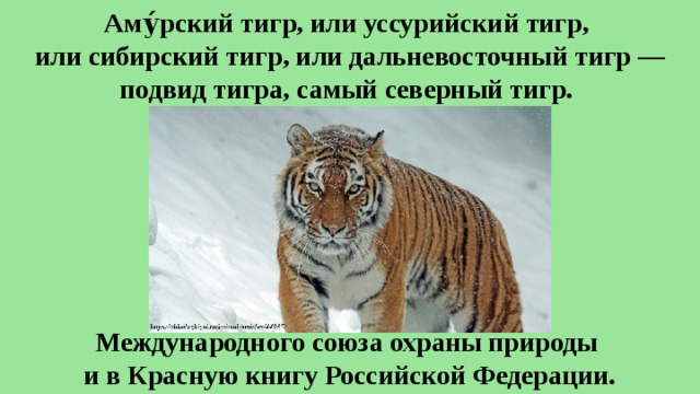 Аму́рский тигр, или уссурийский тигр,  или сибирский тигр, или дальневосточный тигр — подвид тигра, самый северный тигр.  Занесён в Красную книгу  Международного союза охраны природы и в Красную книгу Российской Федерации. 