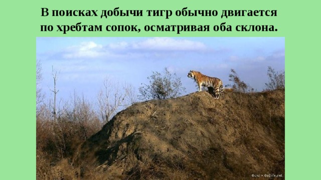 В поисках добычи тигр обычно двигается  по хребтам сопок, осматривая оба склона. 