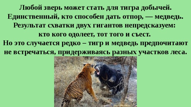 Любой зверь может стать для тигра добычей. Единственный, кто способен дать отпор, — медведь. Результат схватки двух гигантов непредсказуем:  кто кого одолеет, тот того и съест.  Но это случается редко – тигр и медведь предпочитают не встречаться, придерживаясь разных участков леса. 