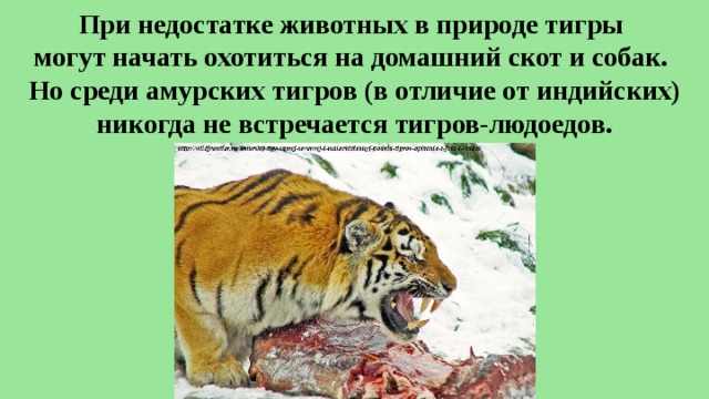 При недостатке животных в природе тигры  могут начать охотиться на домашний скот и собак.  Но среди амурских тигров (в отличие от индийских) никогда не встречается тигров-людоедов. 