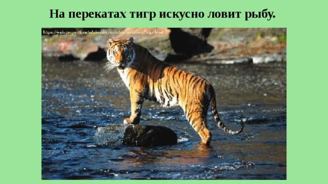 На перекатах тигр искусно ловит рыбу. 