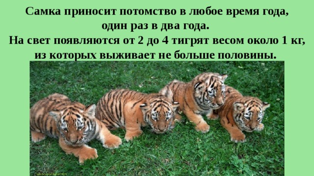 Самка приносит потомство в любое время года,  один раз в два года.  На свет появляются от 2 до 4 тигрят весом около 1 кг, из которых выживает не больше половины. 