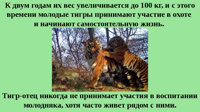 К двум годам их вес увеличивается до 100 кг, и с этого времени молодые тигры принимают участие в охоте  и начинают самостоятельную жизнь. Тигр-отец никогда не принимает участия в воспитании молодняка, хотя часто живет рядом с ними. 