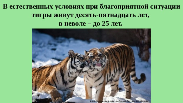 В естественных условиях при благоприятной ситуации тигры живут десять-пятнадцать лет,  в неволе – до 25 лет. 
