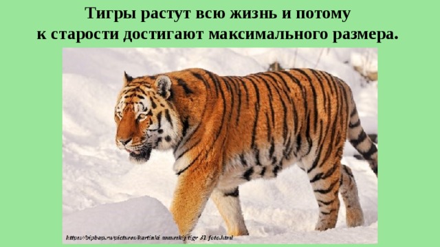 Тигры растут всю жизнь и потому  к старости достигают максимального размера. 