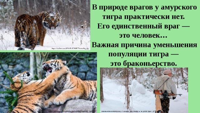 В природе врагов у амурского тигра практически нет.  Его единственный враг —  это человек…  Важная причина уменьшения популяции тигра —  это браконьерство.  