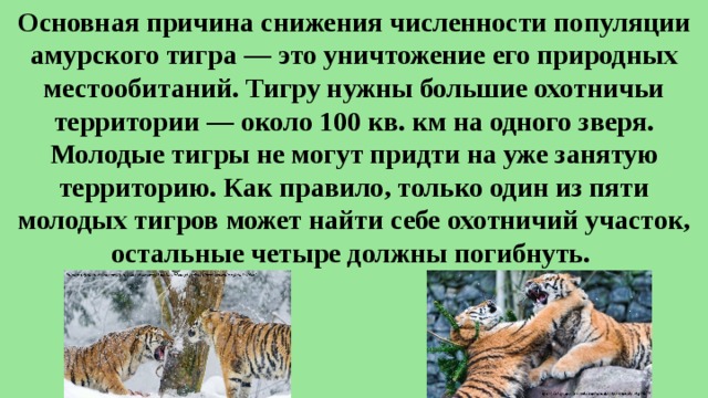 Основная причина снижения численности популяции амурского тигра — это уничтожение его природных местообитаний. Тигру нужны большие охотничьи территории — около 100 кв. км на одного зверя. Молодые тигры не могут придти на уже занятую территорию. Как правило, только один из пяти молодых тигров может найти себе охотничий участок, остальные четыре должны погибнуть.  