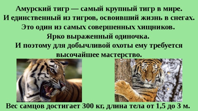 Амурский тигр — самый крупный тигр в мире. И единственный из тигров, освоивший жизнь в снегах. Это один из самых совершенных хищников.  Ярко выраженный одиночка.  И поэтому для добычливой охоты ему требуется высочайшее мастерство. Вес самцов достигает 300 кг, длина тела от 1,5 до 3 м.  