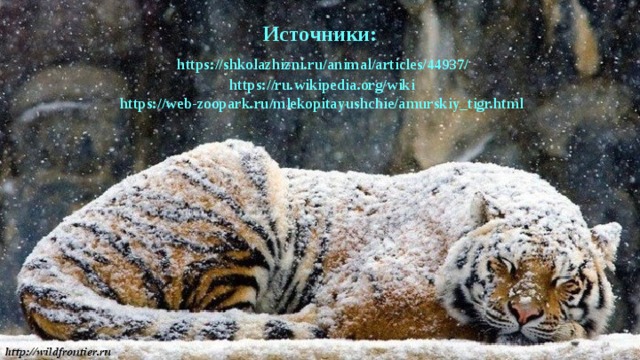 Источники:   https://shkolazhizni.ru/animal/articles/44937/  https://ru.wikipedia.org/wiki  https://web-zoopark.ru/mlekopitayushchie/amurskiy_tigr.html 