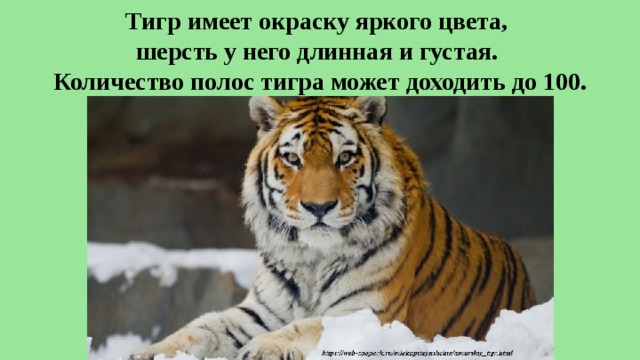 Тигр имеет окраску яркого цвета,  шерсть у него длинная и густая.  Количество полос тигра может доходить до 100. 