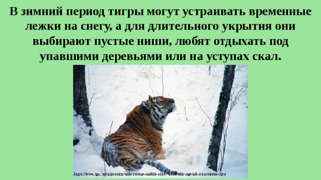 В зимний период тигры могут устраивать временные лежки на снегу, а для длительного укрытия они выбирают пустые ниши, любят отдыхать под упавшими деревьями или на уступах скал. 