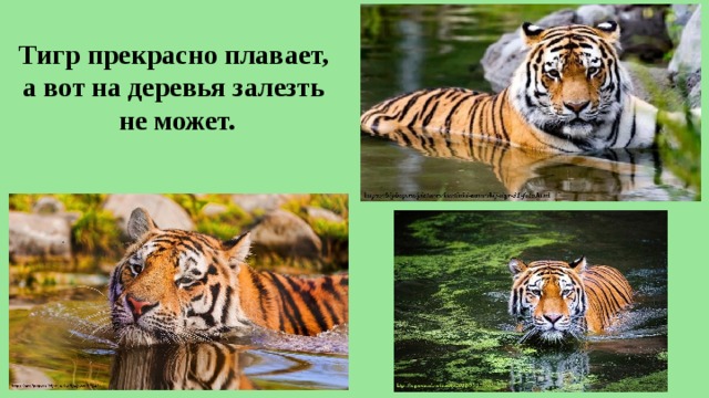 Тигр прекрасно плавает,  а вот на деревья залезть  не может. 