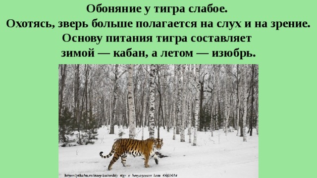 Обоняние у тигра слабое.  Охотясь, зверь больше полагается на слух и на зрение. Основу питания тигра составляет  зимой — кабан, а летом — изюбрь. 