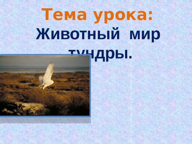 Тема урока: Животный мир тундры.           