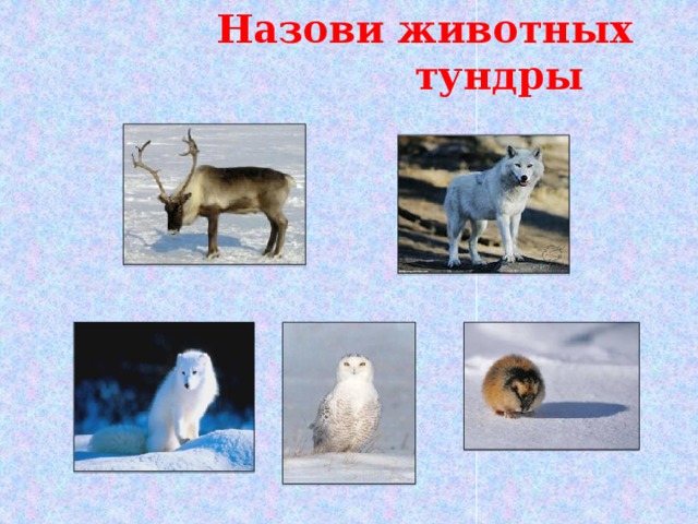 Назови животных  тундры 