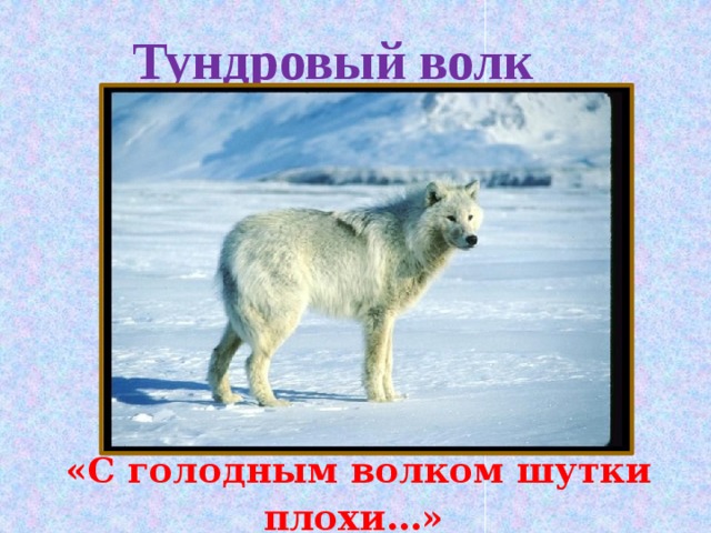 Тундровый волк «С голодным волком шутки плохи…»  