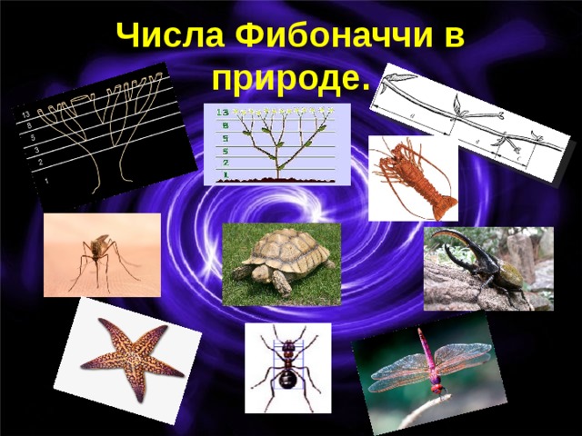 Проект числа фибоначчи 7 класс