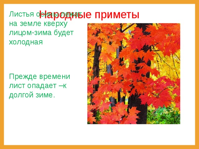 Народные приметы Листья осины лежат на земле кверху лицом-зима будет холодная Прежде времени лист опадает –к долгой зиме. 