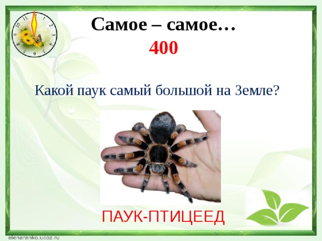 Самое – самое…  400  Какой паук самый большой на Земле?   ПАУК-ПТИЦЕЕД 