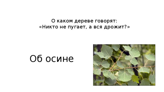 Никто не пугает а дрожит. Никто не пугает а вся дрожит ответ. Отгадка на загадку никто не пугает а вся дрожит. Загадка никто не пугает а вся дрожит ответ. Никто её не пугает а она вся дрожит ответ.