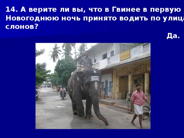 14. А верите ли вы, что в Гвинее в первую Новогоднюю ночь принято водить по улицам слонов? Да. 