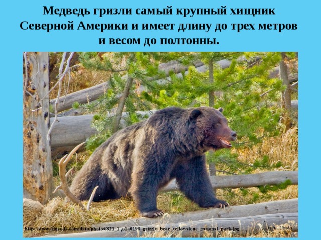 Медведь гризли самый крупный хищник Северной Америки и имеет длину до трех метров и весом до полтонны. 