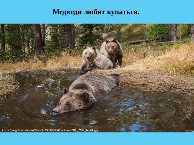 Медведи любят купаться. 