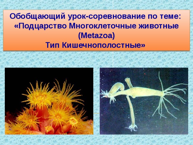 Обобщающий урок-соревнование по теме: «Подцарство Многоклеточные животные (Меtazoa) Тип Кишечнополостные» 