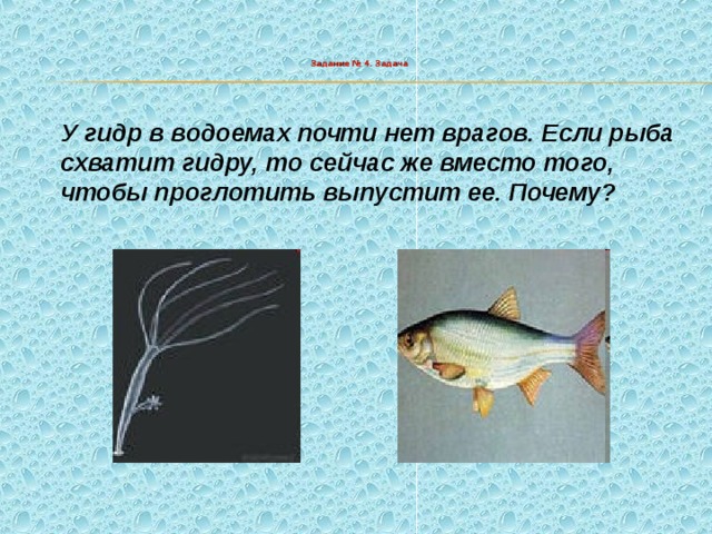 Задание № 4. Задача У гидр в водоемах почти нет врагов. Если рыба схватит гидру, то сейчас же вместо того, чтобы проглотить выпустит ее. Почему? 