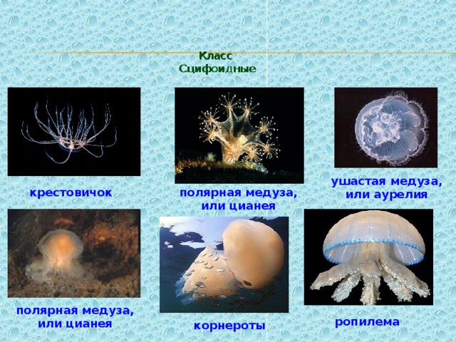 Класс  Сцифоидные ушастая медуза, или аурелия крестовичок полярная медуза, или цианея полярная медуза, или цианея ропилема корнероты 