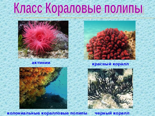 актинии красный коралл черный коралл колониальные коралловые полипы 