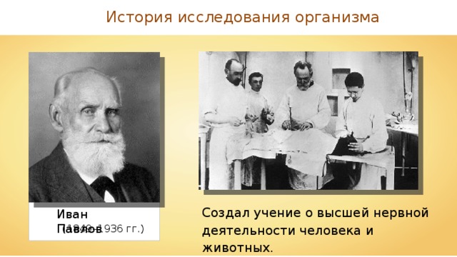 История исследования организма Создал учение о высшей нервной деятельности человека и животных. Иван Павлов (1849–1936 гг.) 
