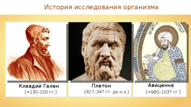 История исследования организма Авиценна Платон Клавдий Гален (427–347 гг. до н.э.) (≈980–1037 гг.) (≈130–200 гг.) 