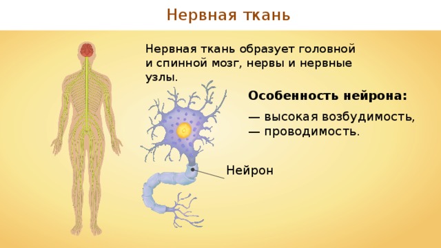 Нервная ткань Нервная ткань образует головной и спинной мозг, нервы и нервные узлы. Особенность нейрона: — высокая возбудимость, — проводимость. Нейрон 