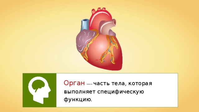 Орган  —– часть тела, которая выполняет специфическую функцию. 