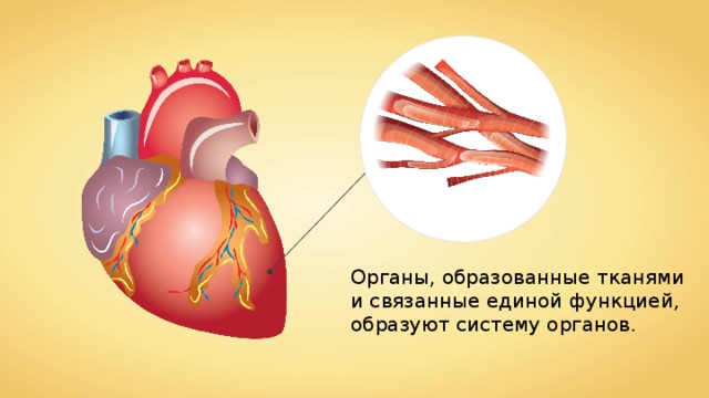 Органы, образованные тканями и связанные единой функцией, образуют систему органов. 