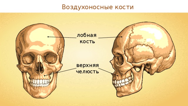 Воздухоносные кости лобная кость верхняя челюсть 