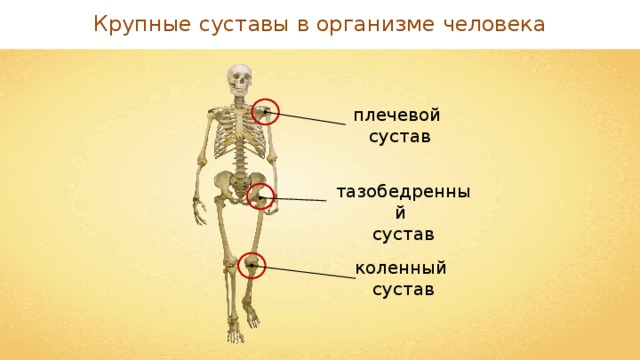 Крупные суставы в организме человека плечевой сустав тазобедренный сустав коленный сустав 