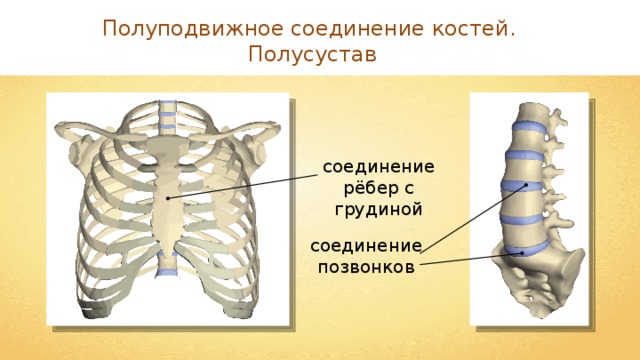 Полуподвижное соединение костей. Полусустав соединение позвонков соединение позвонков соединение рёбер с грудиной соединение позвонков 