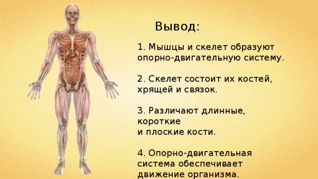 Вывод: 1. Мышцы и скелет образуют опорно-двигательную систему.   2. Скелет состоит их костей, хрящей и связок.   3. Различают длинные, короткие и плоские кости.   4. Опорно-двигательная система обеспечивает движение организма. 
