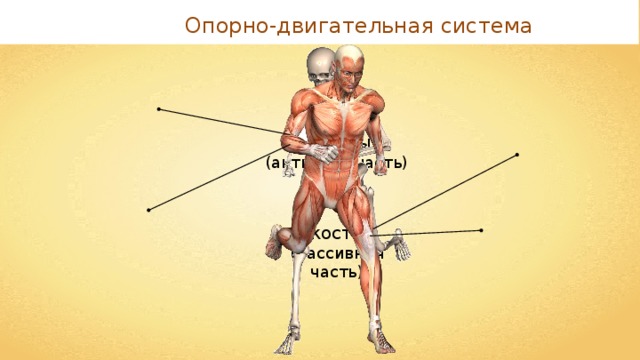 Опорно-двигательная система мышцы (активная часть) кости (пассивная часть) 