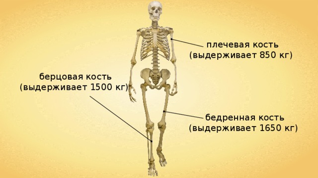 плечевая кость (выдерживает 850 кг) берцовая кость (выдерживает 1500 кг) бедренная кость (выдерживает 1650 кг) 