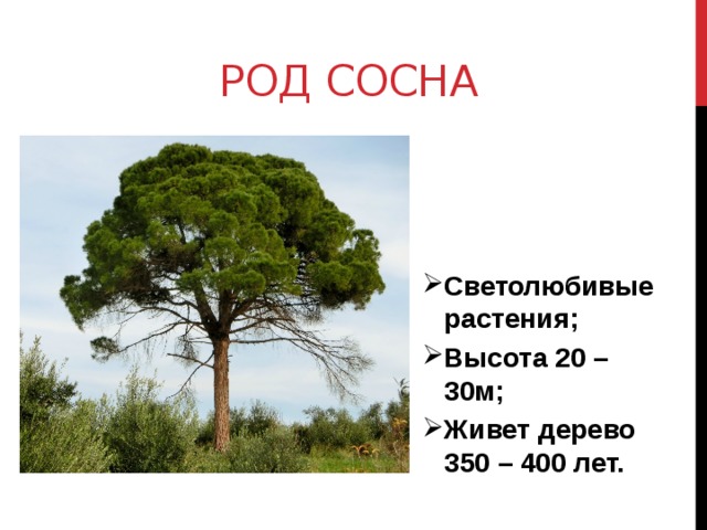 Род Сосна Светолюбивые растения; Высота 20 – 30м; Живет дерево 350 – 400 лет. 