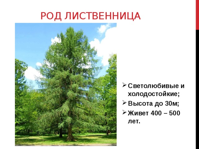 Род лиственница Светолюбивые и холодостойкие; Высота до 30м; Живет 400 – 500 лет. 