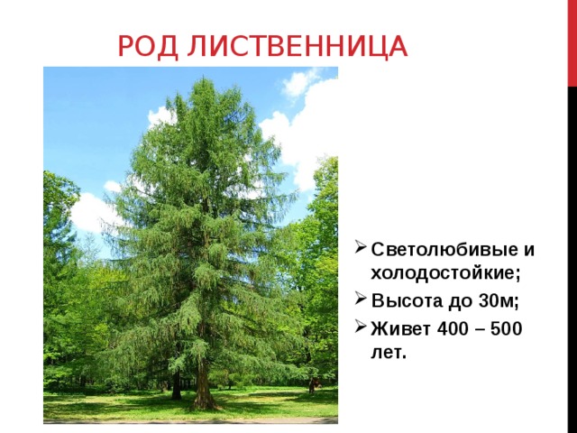 Самой холодостойкой хвойной породой является. Лиственница высота. Род лиственница. Светолюбивая лиственница. Лиственница высота дерева.