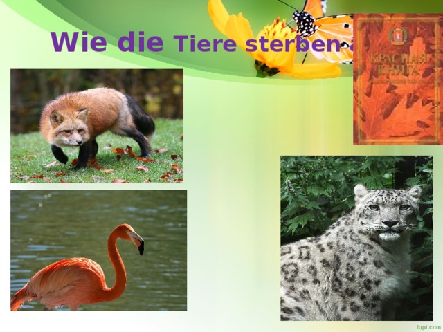 Wie die Tiere sterben aus 