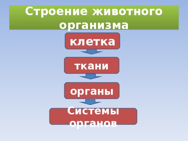 Строение животного организма клетка ткани органы Системы органов 