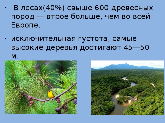  В лесах(40%) свыше 600 древесных пород — втрое больше, чем во всей Европе. исключительная густота, самые высокие деревья достигают 45—50 м. 