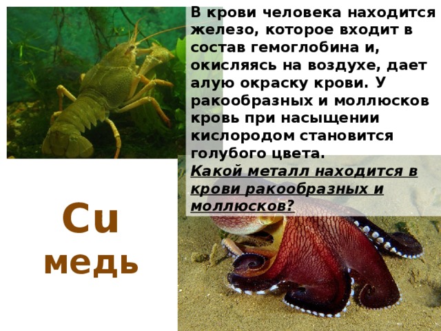 В крови человека находится железо, которое входит в состав гемоглобина и, окисляясь на воздухе, дает алую окраску крови. У ракообразных и моллюсков кровь при насыщении кислородом становится голубого цвета. Какой металл находится в крови ракообразных и моллюсков? Сu медь 