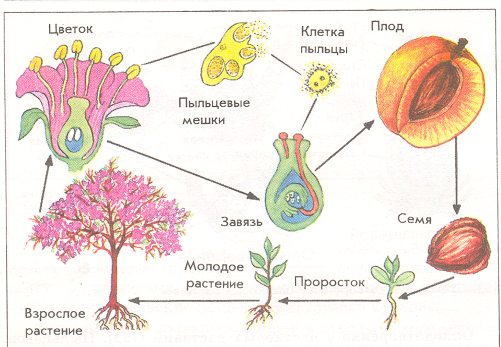 Плод это вегетативный. Схема полового размножения покрытосеменных растений. Оплодотворение покрытосеменных растений схема. Жизненный цикл покрытосеменных схема. Размножение покрытосеменных растений схема.